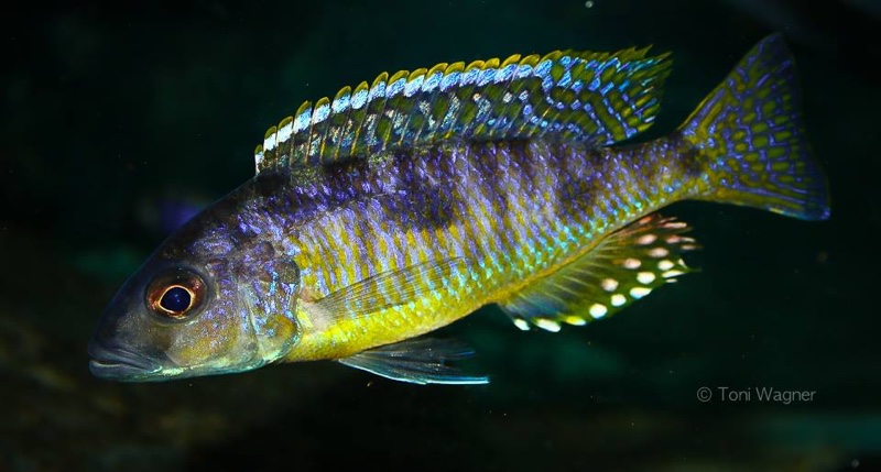 Stigmatochromis sp. 'pleurospilus mdoka' Mdoka